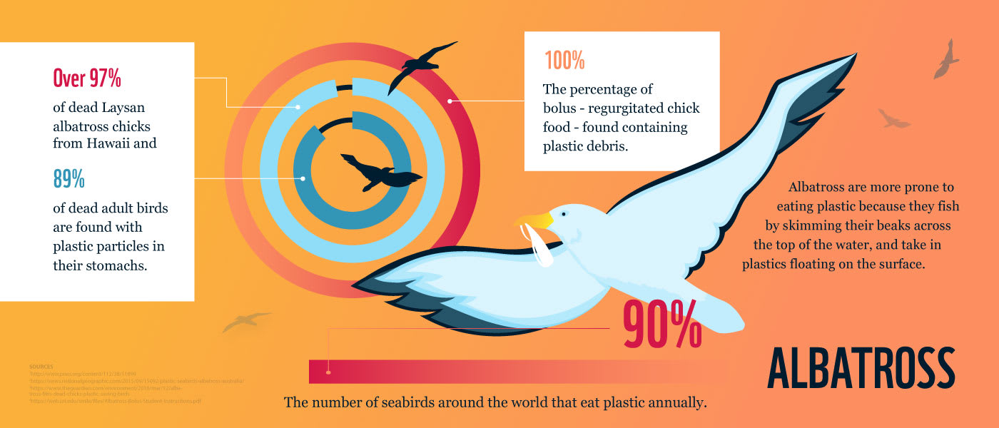 Study: Most Of The Plastic Found In Seabirds' Stomachs Was Recycleable