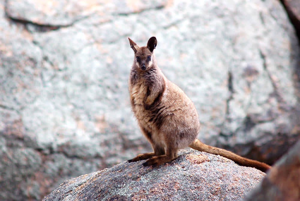 Rock-wallaby rescue