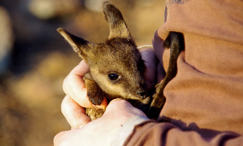 Rock-wallaby rescue