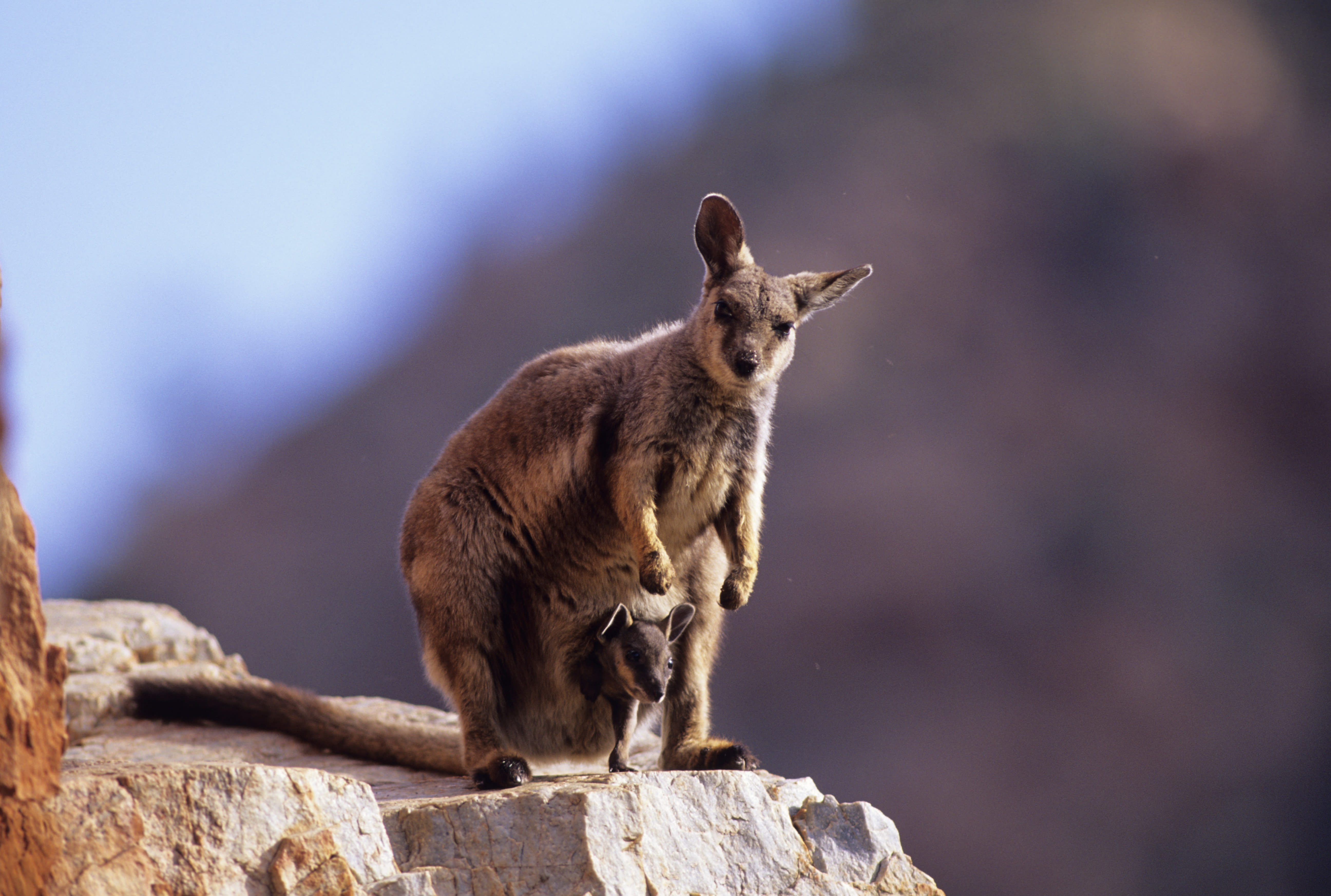 Rock-wallaby rescue