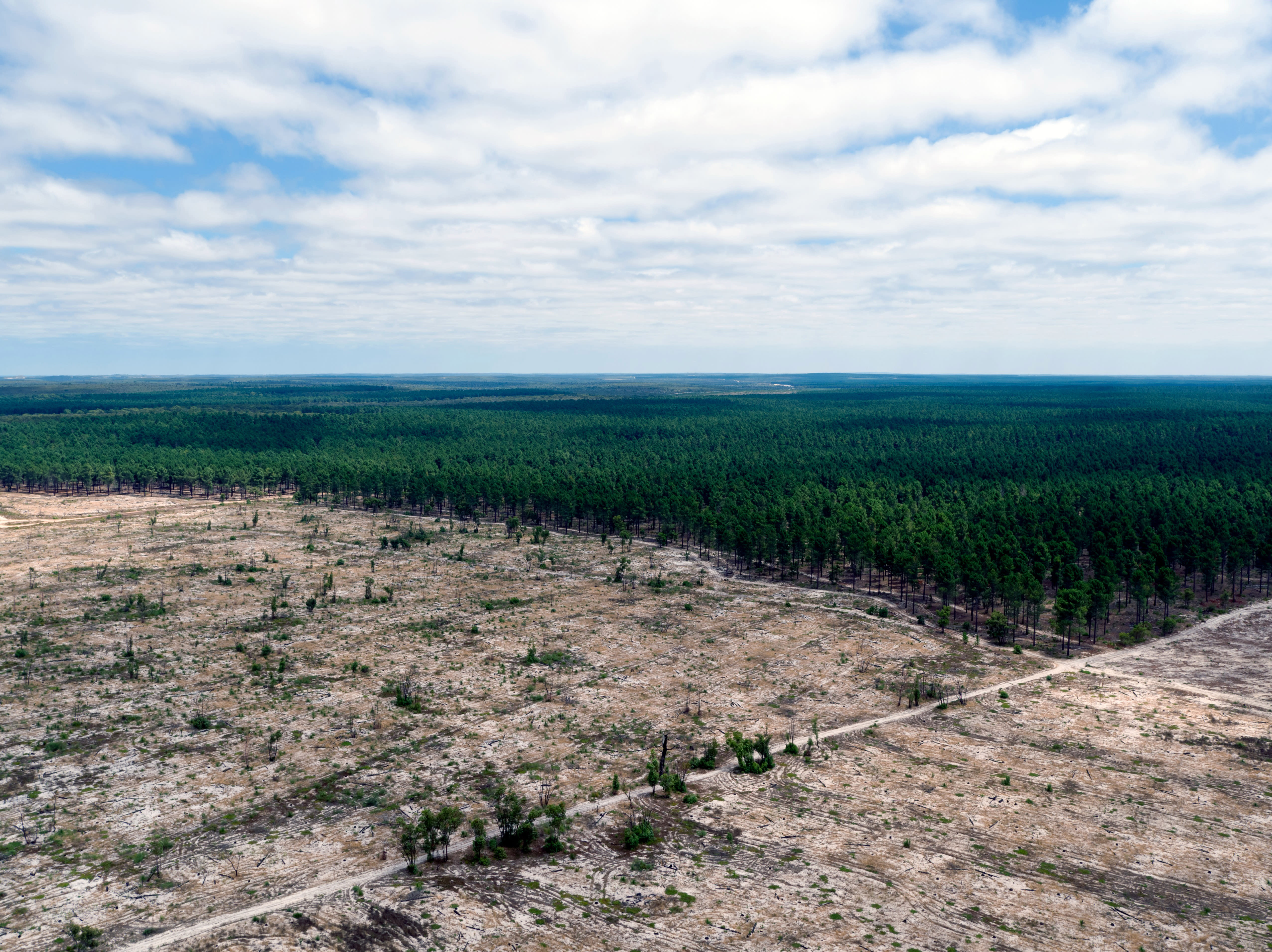 Tree-clearing  WWF Australia