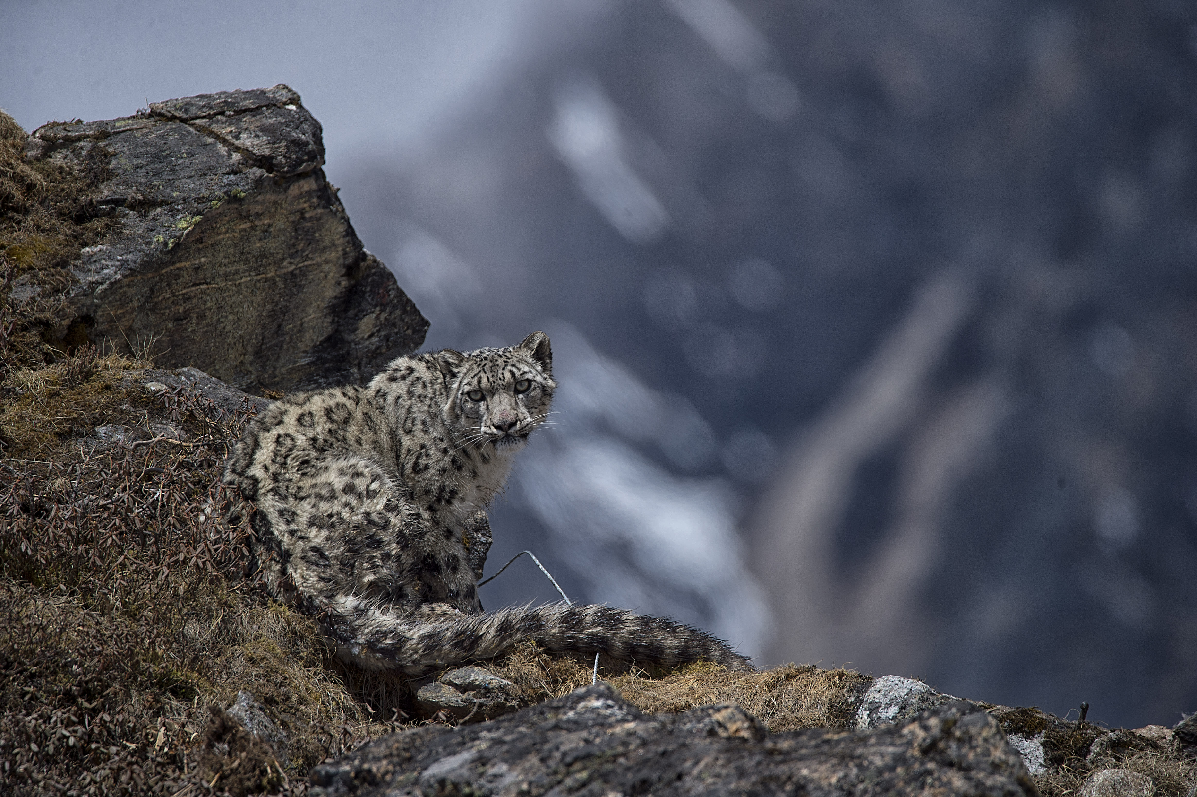 snow leopard standing on hind legs