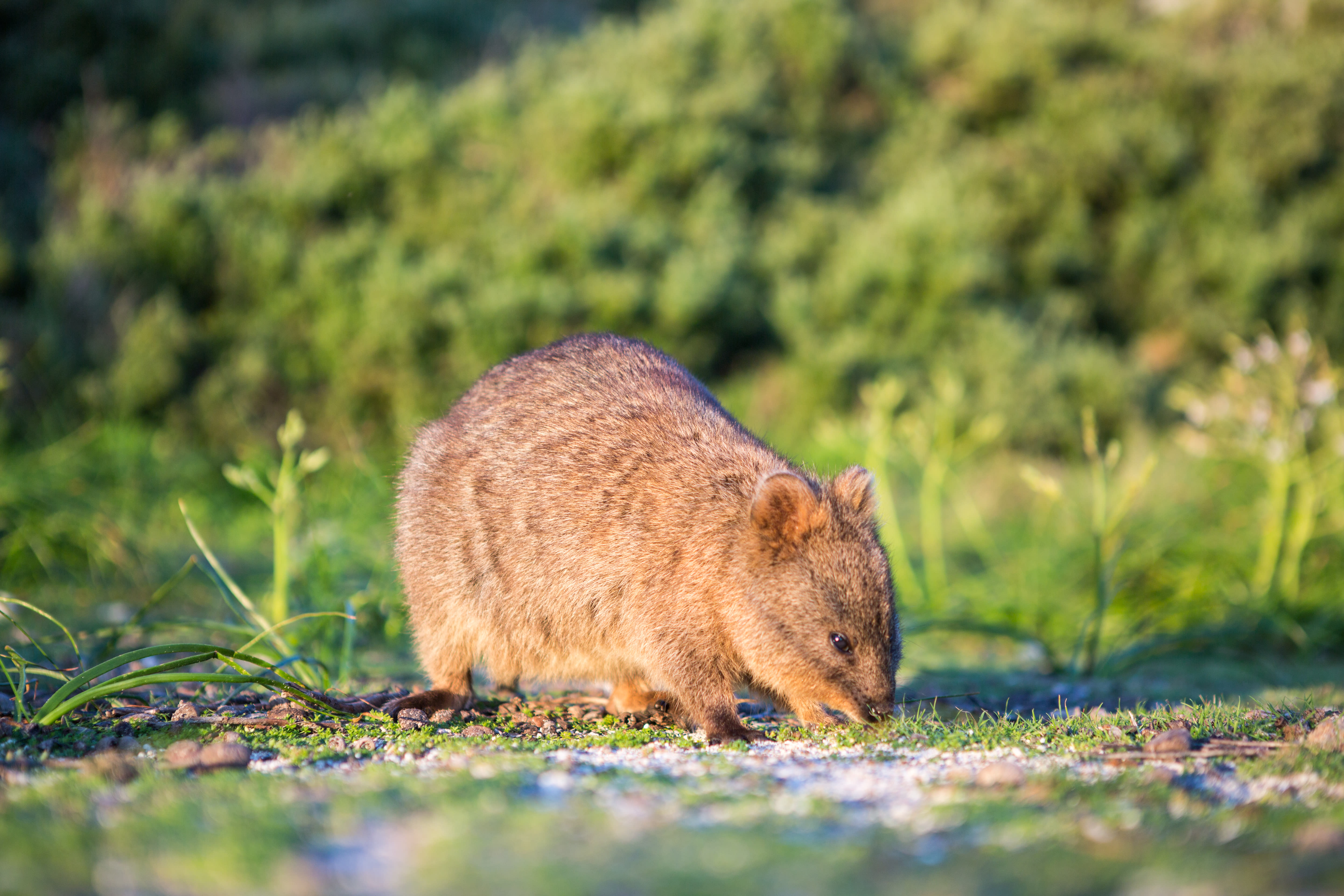Quokkas Habitat Quokka Our Animals Oakvale Wildlife Quokkas Habitat Quokka Our Animals Oakvale Wildlife