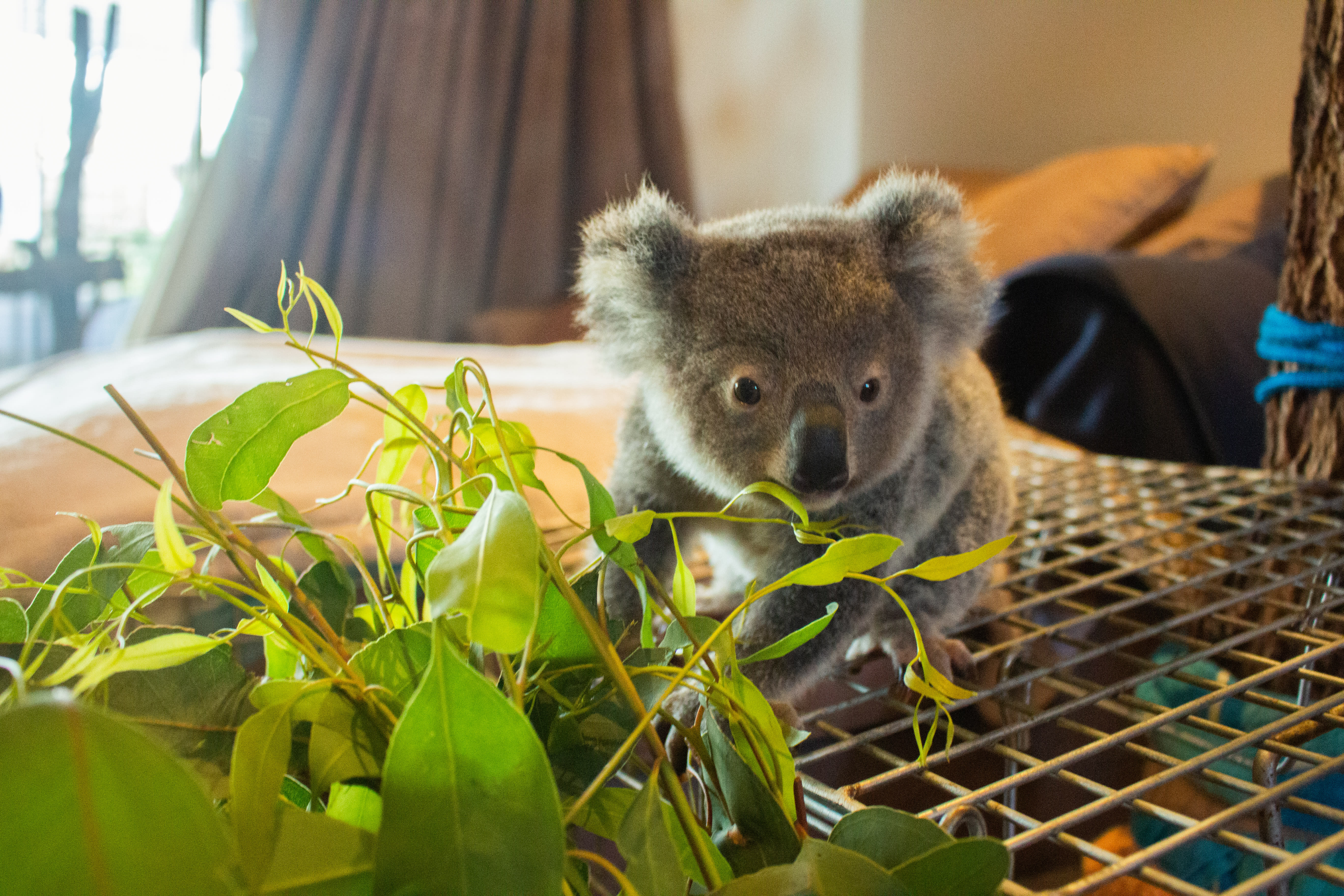 5 ways to help koalas this Save the Koala Day, WWF-Australia