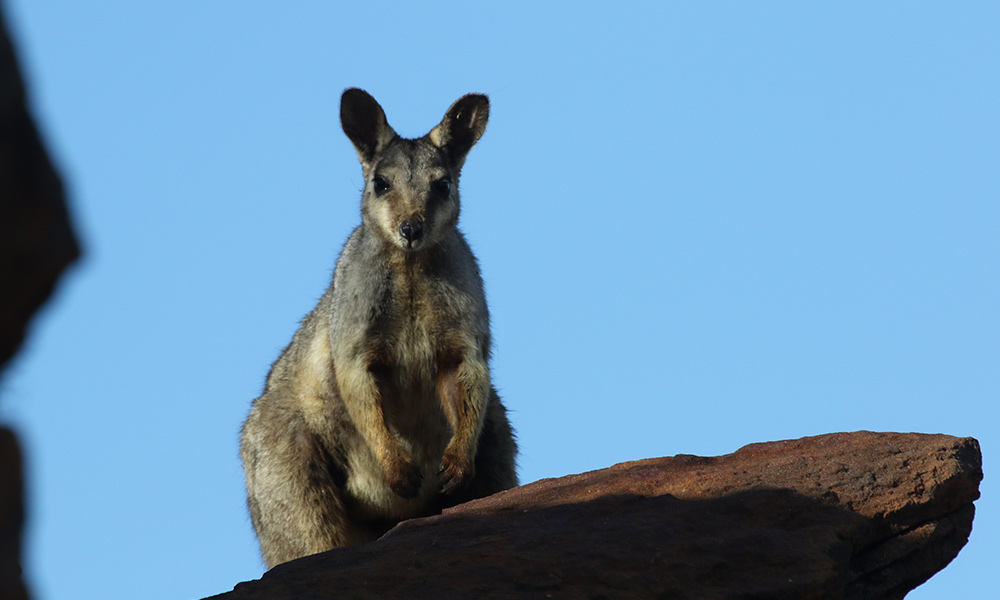 Rock-wallaby rescue