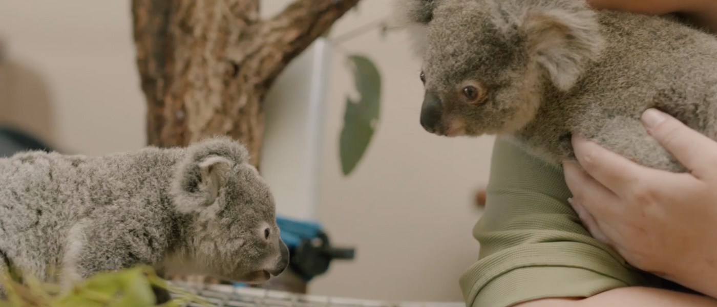 Koala listed as endangered after Australian governments fail to halt its  decline, Endangered species