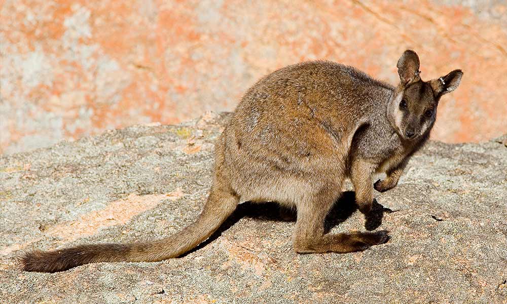 Rock-wallaby rescue