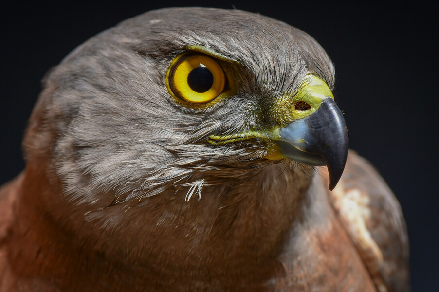 Eagle Eye Close-up, Macro Photo, Eye of the Goshawk Stock Image