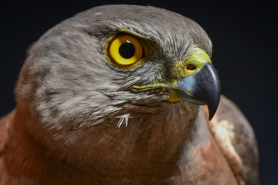 Watching over nesting goshawks – a local bird of prey | Watching over ...