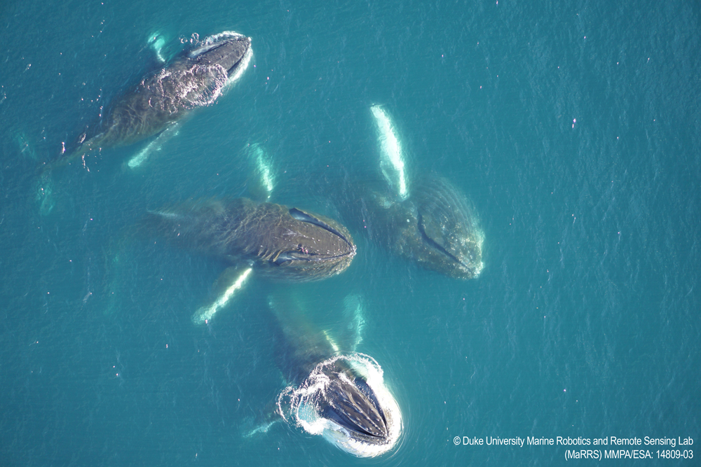 new-research-krill-availability-impacts-humpback-whale-pregnancies