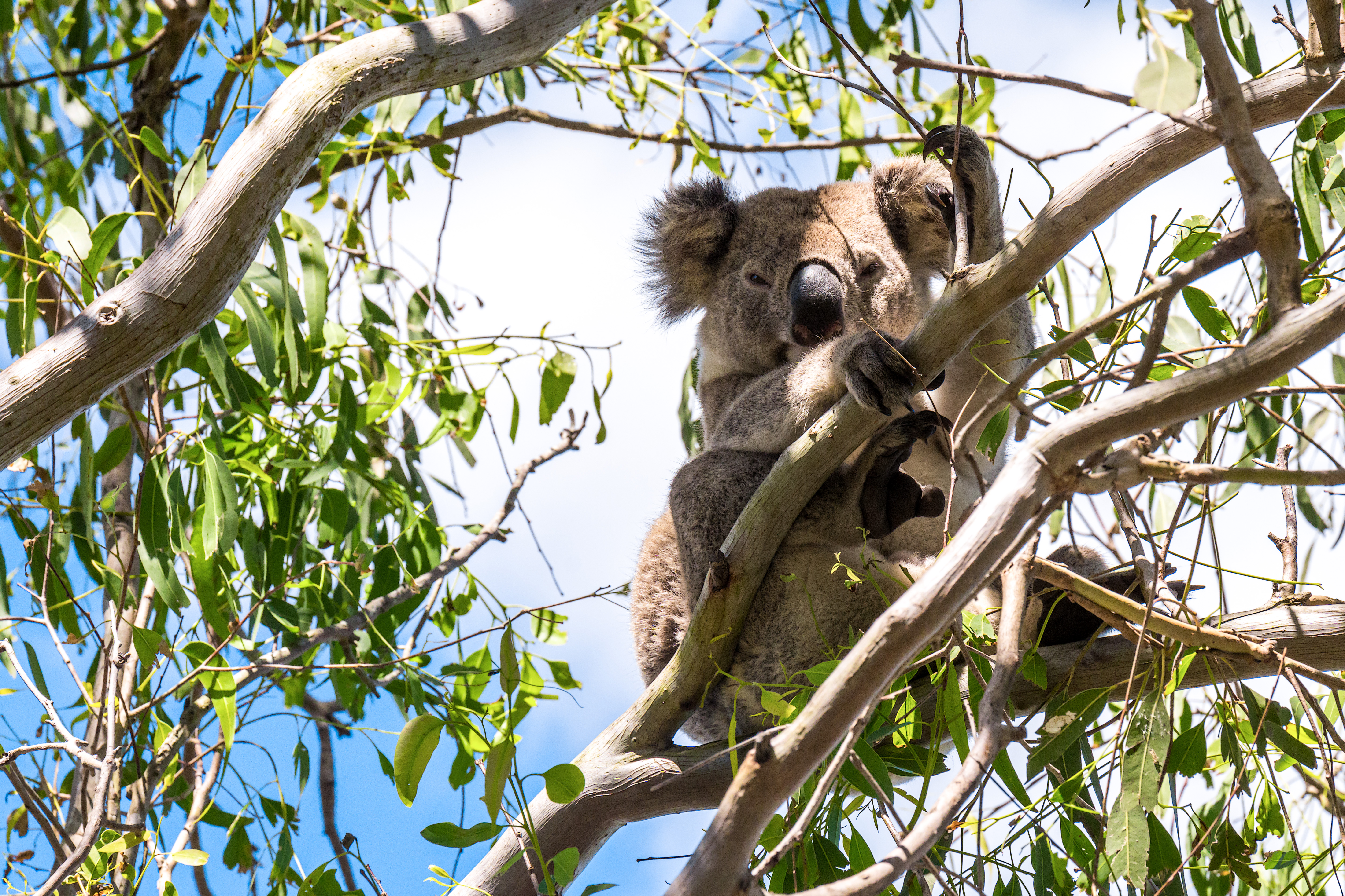 WWF: still a long way to go for koala recovery - WWF-Australia | WWF ...