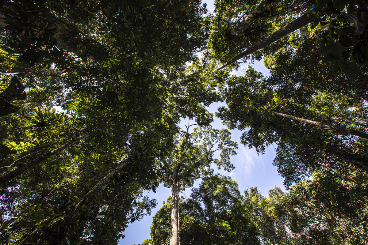 Why are trees important? Here are five reasons WWFAustralia Why