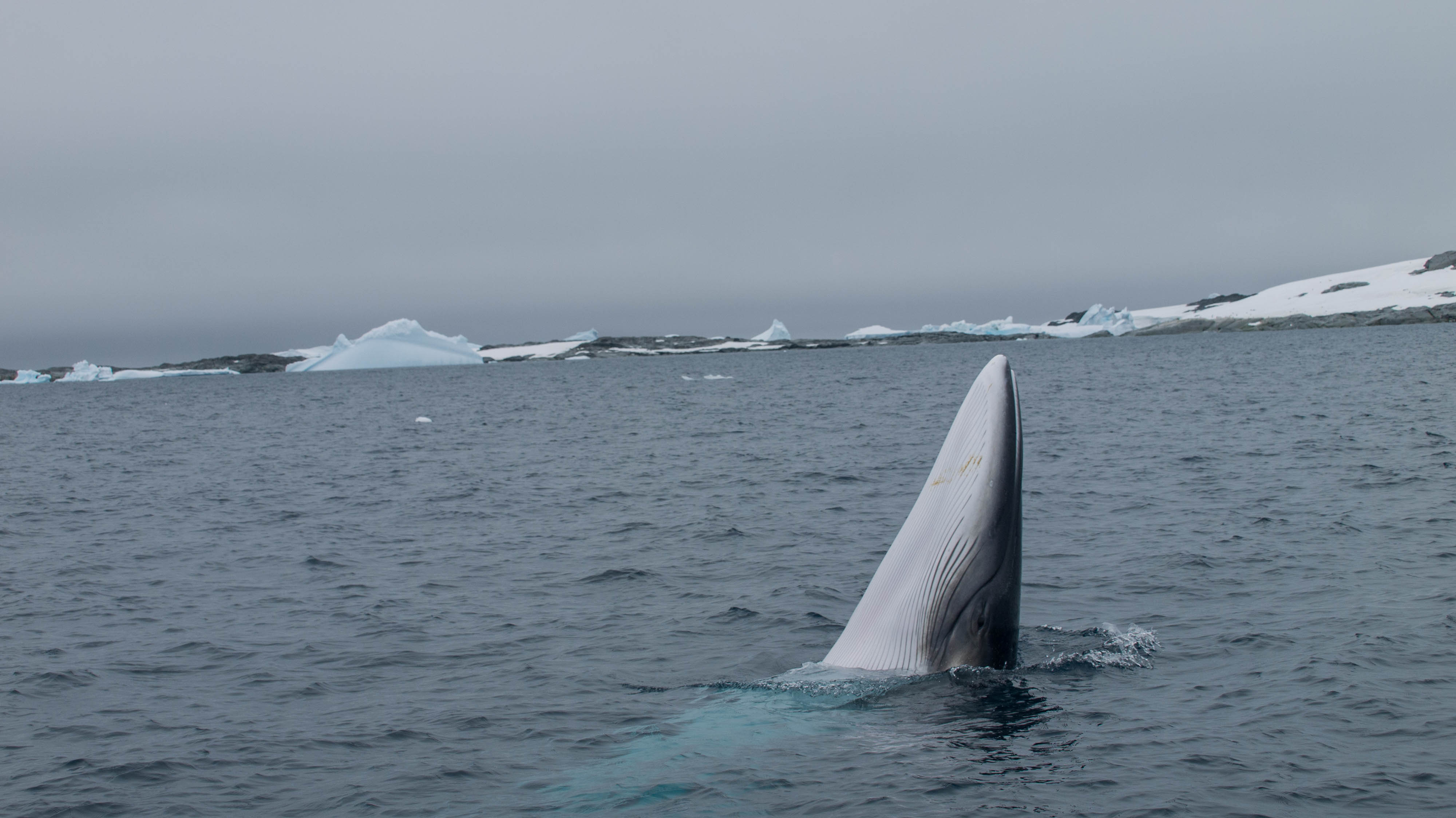 CCAMLR fails to deliver increased protection for fragile Antarctic ...