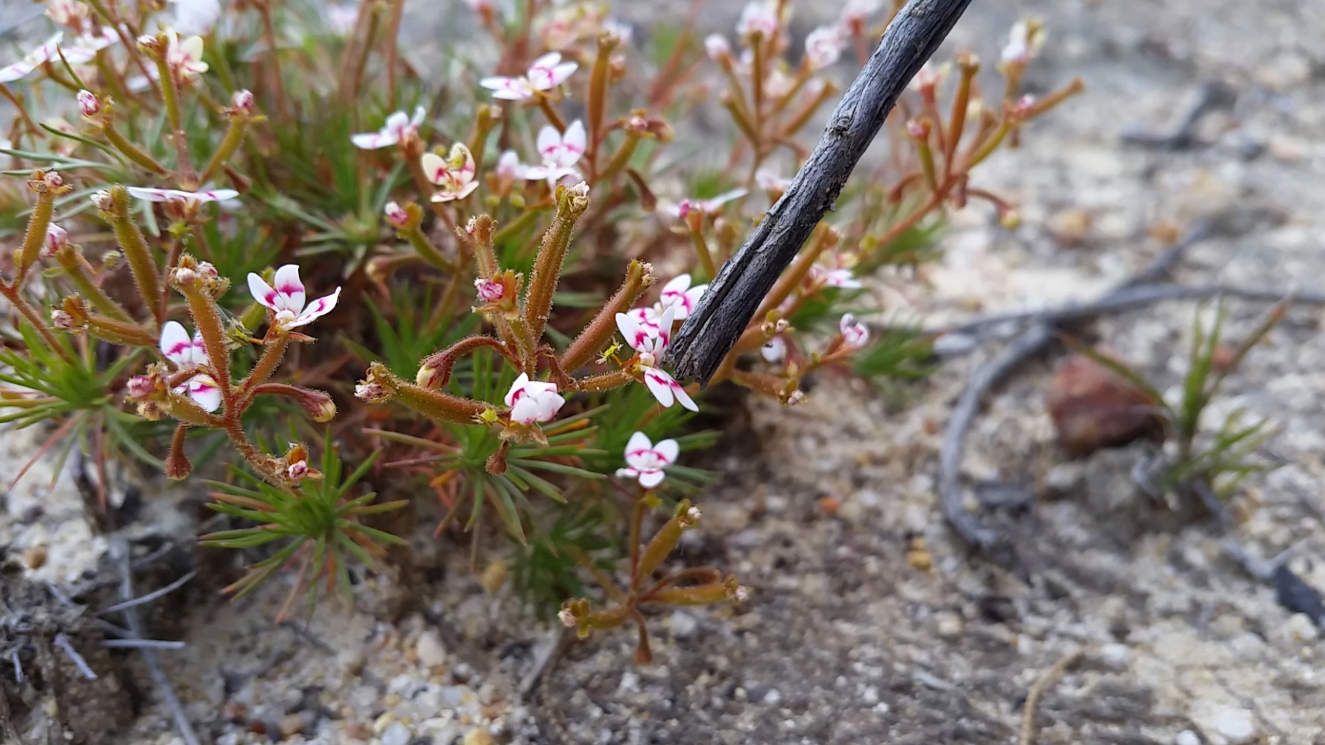 Search and rescue Search and rescue WWF Australia