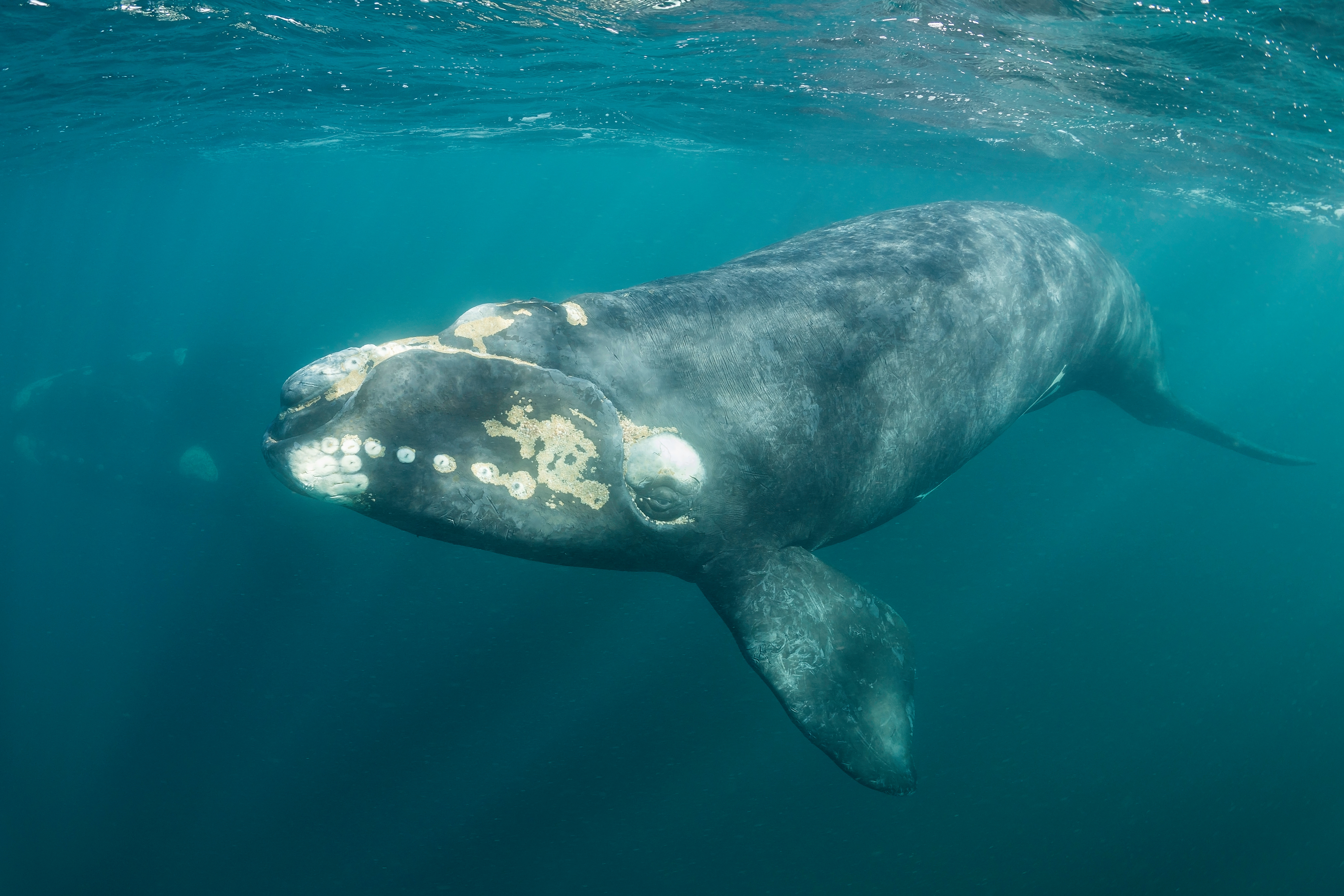 wwf.org.au