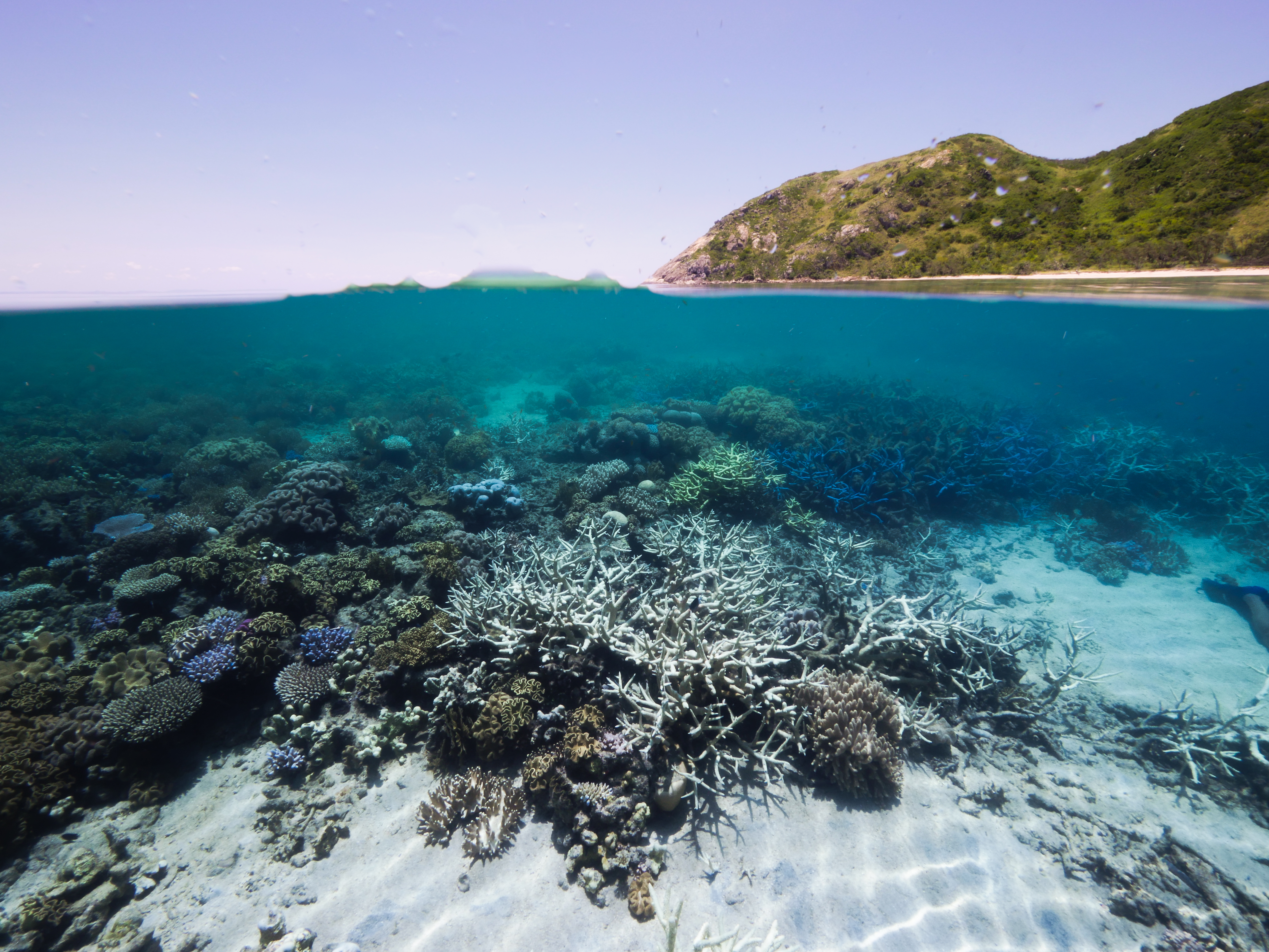 UNESCO says Australia must do more to protect the Reef as ‘super El Niño’ looms | WWF Australia