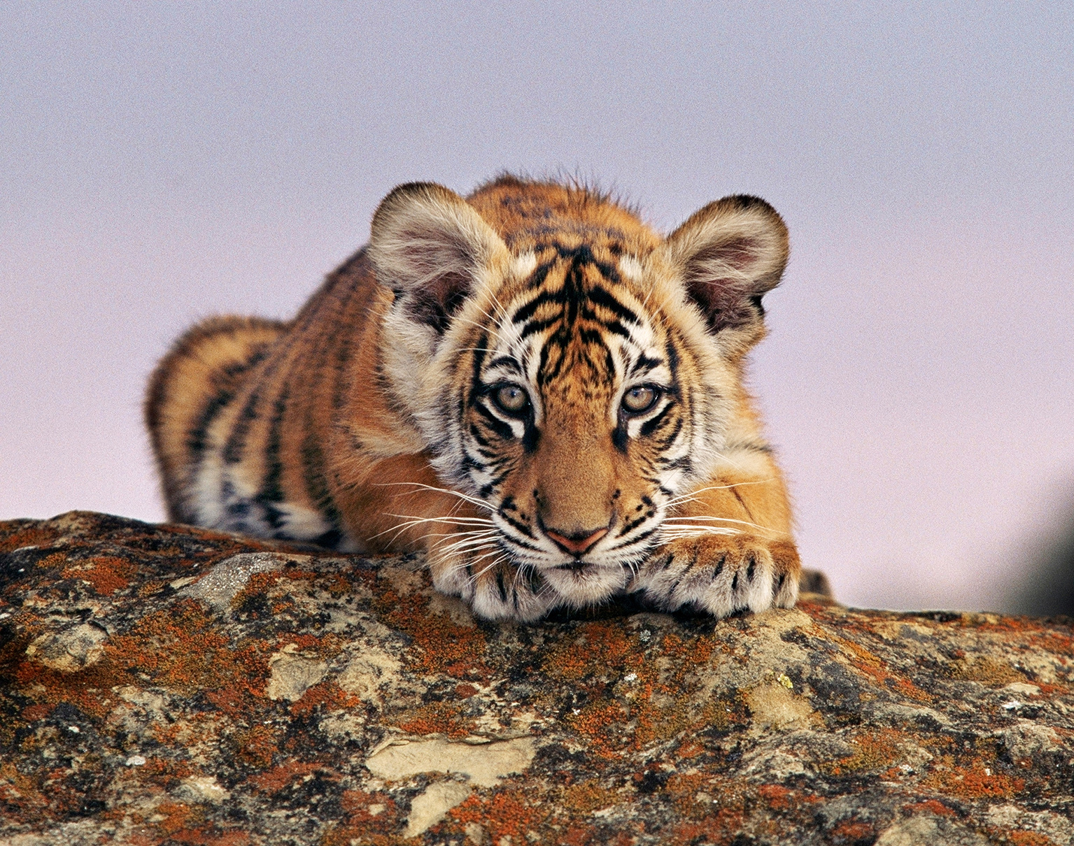 Help Tigers Survive Forever: Be a Guardian of Wildlife | Help tigers ...