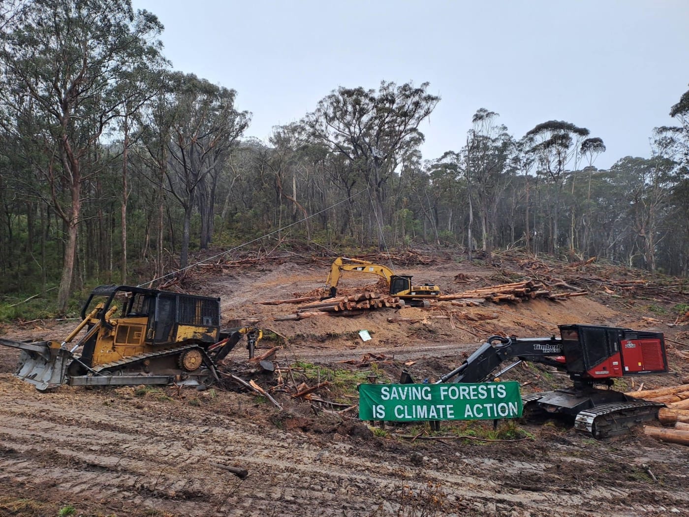 Logging in Tallaganda State Forest