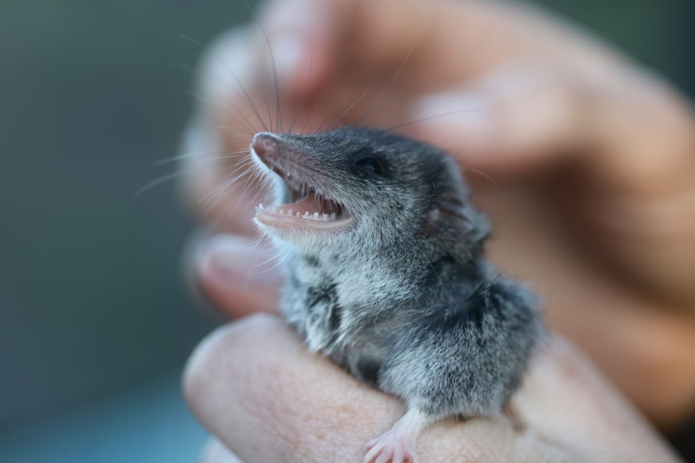 Dunnart species showing its teeth on Kangaroo Island