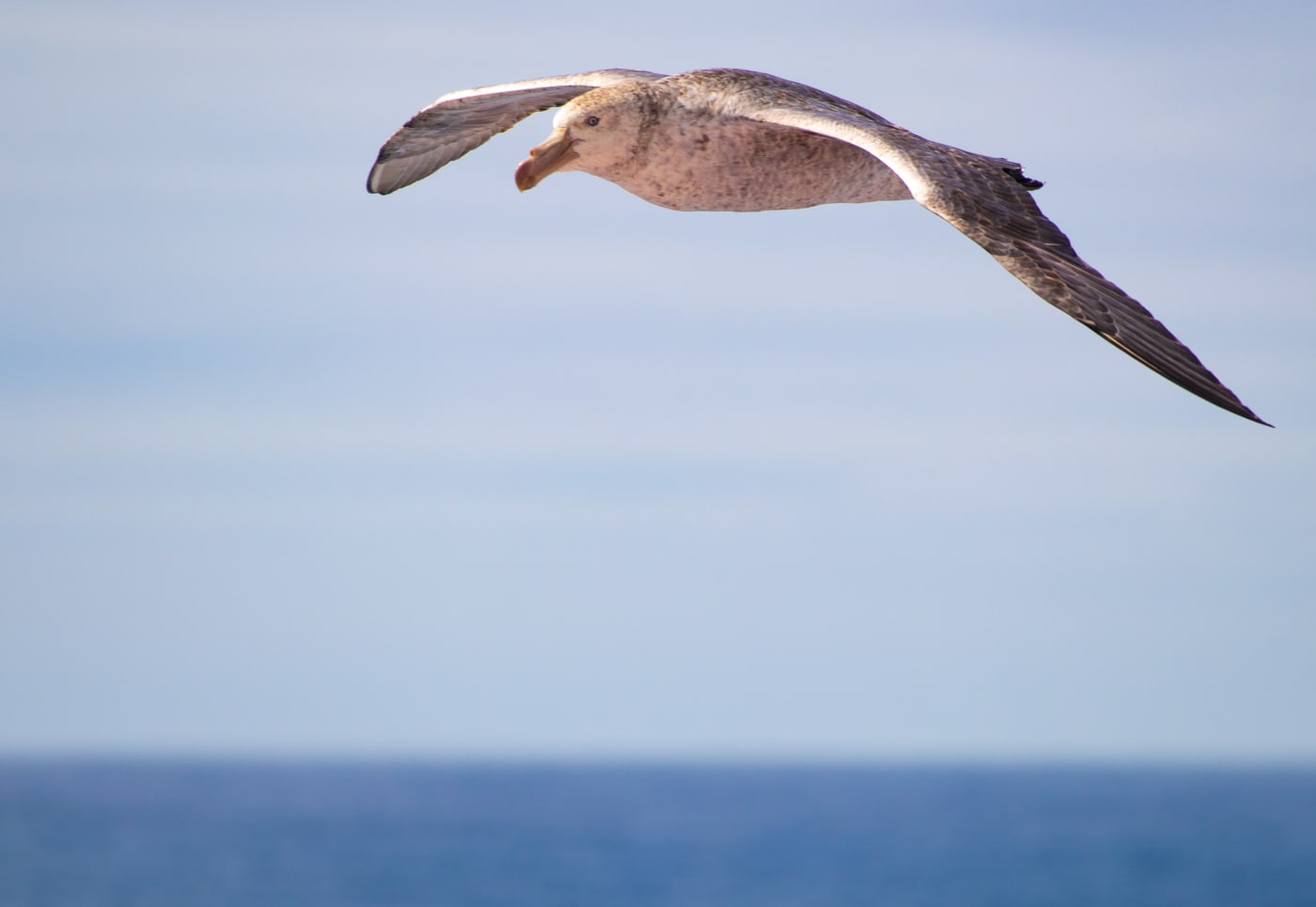 Bird Flying across South Georgia