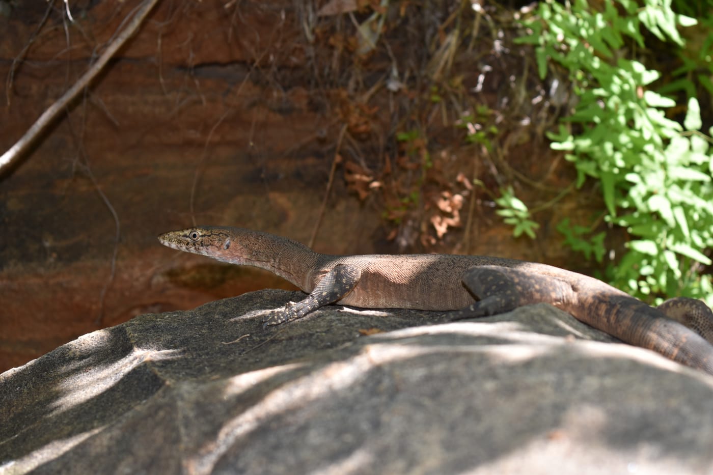 Black-palmed monitor on the Grant Range, West Kimberley.