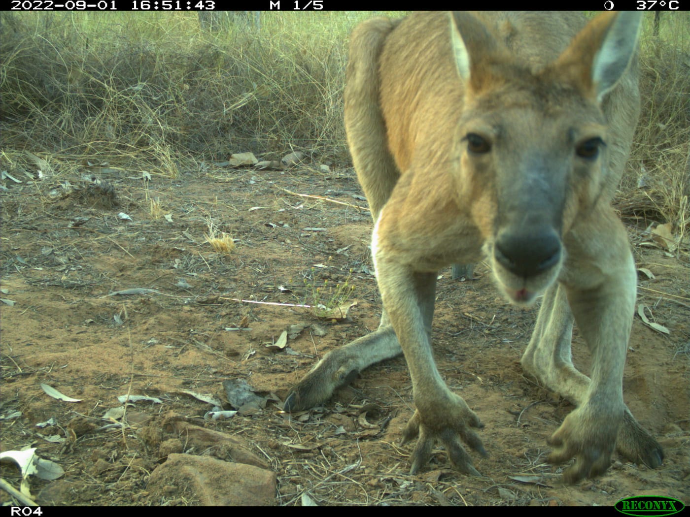 Euro/ Wallaroo (Osphranter robustus). Wilinggin IPA (Karunjie/Durack)