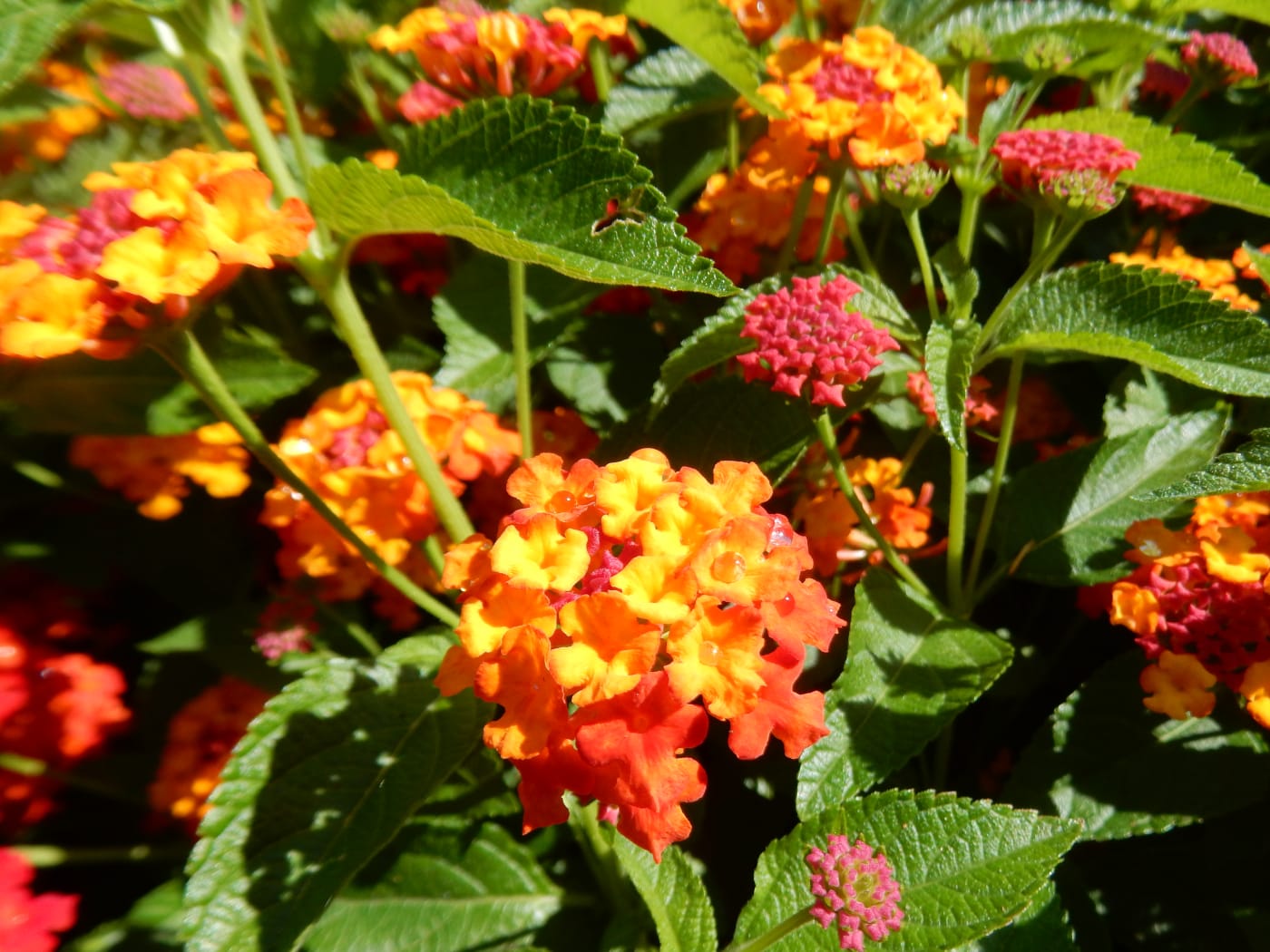 Lantana camara cultivar 'Luscious Citrus Blend'. (Wikicommons)