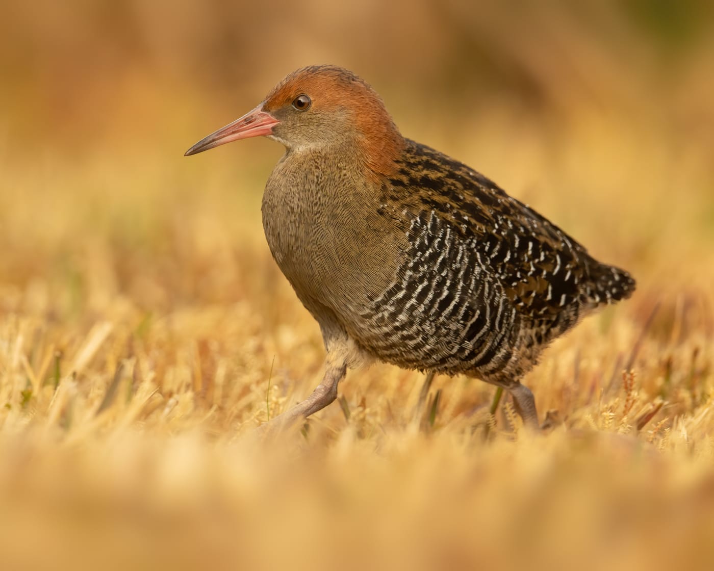 Lewin's Rail (Wikicommons)