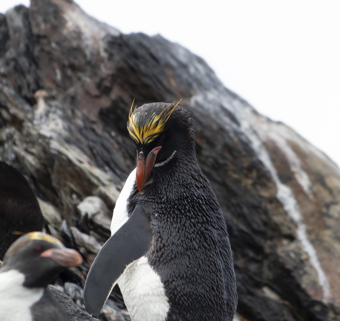 Macaroni Penguin in South Georgia