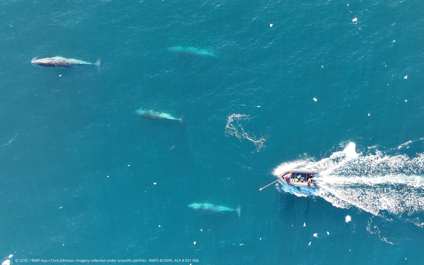 The team gets a bird’s eye view of Antarctic minke whales from a drone. The science team uses a drone to capture video and images of whales to measure and monitor their body condition and health. Here the team are attempted to deploy a small digital suction tag on a minke whale to study their behaviour.