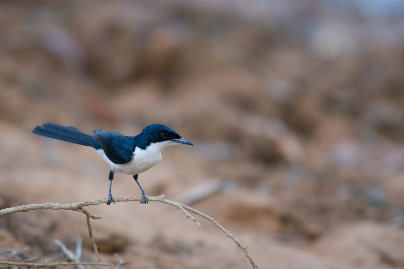 Paperbark flycatcher, Camballin, West Kimberley region, WA.