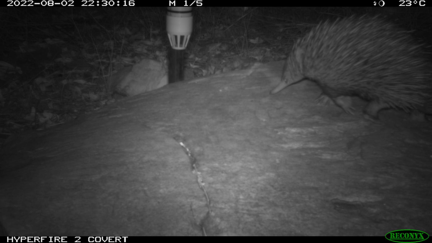 Echinda caught on camera trap on Nyaliga Country