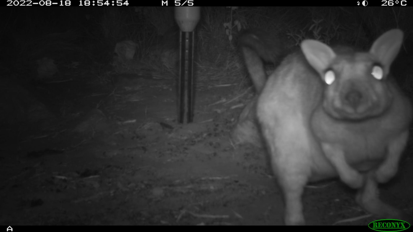 Short-eared rock-wallaby (Petrogale brachyotis).Wilinggin IPA (Karunjie/Durack)