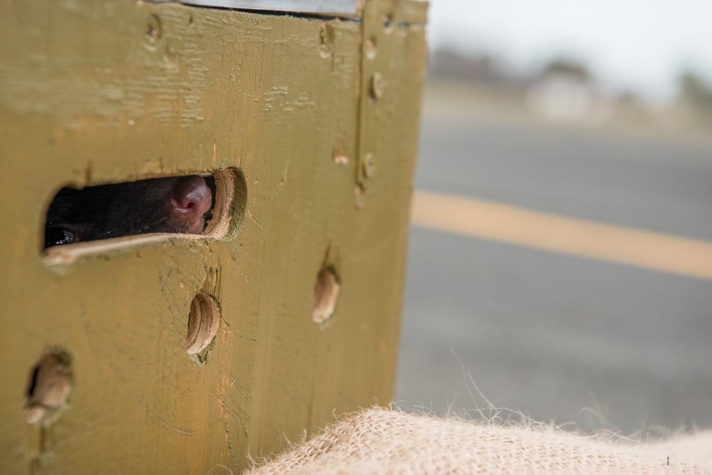 Eastern quoll in box for translocation (1000px)