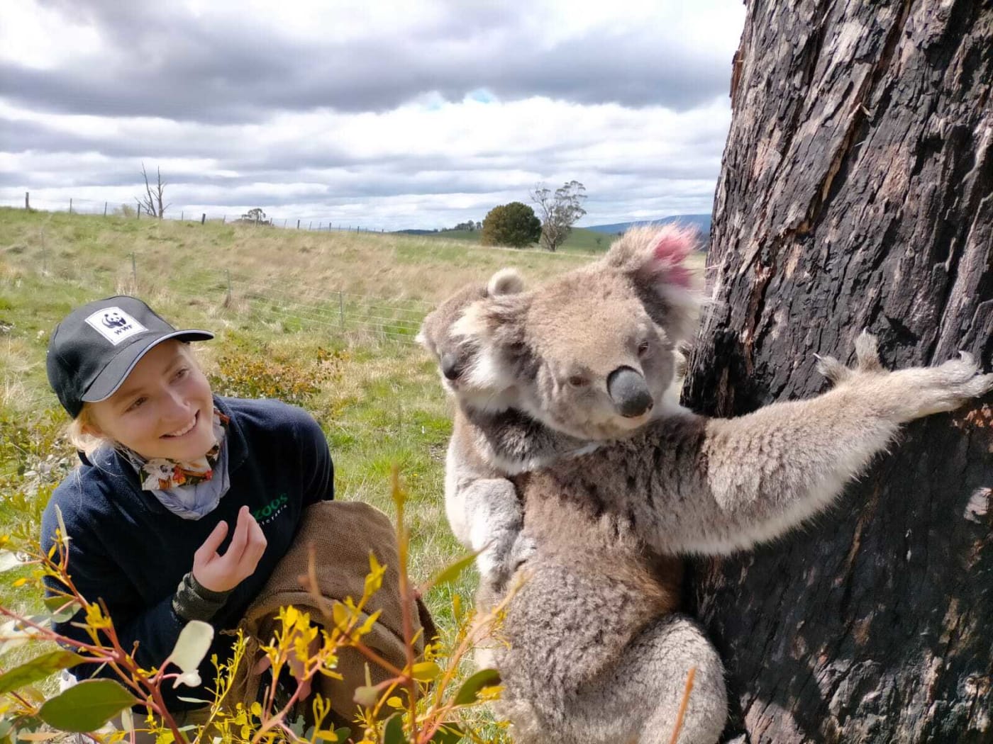 Dr Kita Ashman -Threatened Species and Climate Adaptation Ecologist, WWF-Australia just after releasing a koala mother with joey