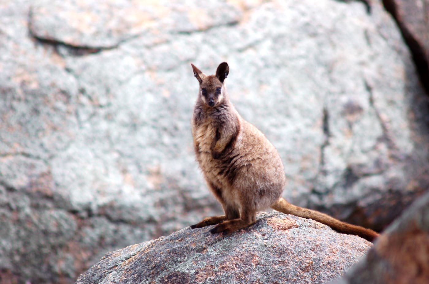 Black-flanked rock-wallaby in the central Wheatbelt, Western Australia