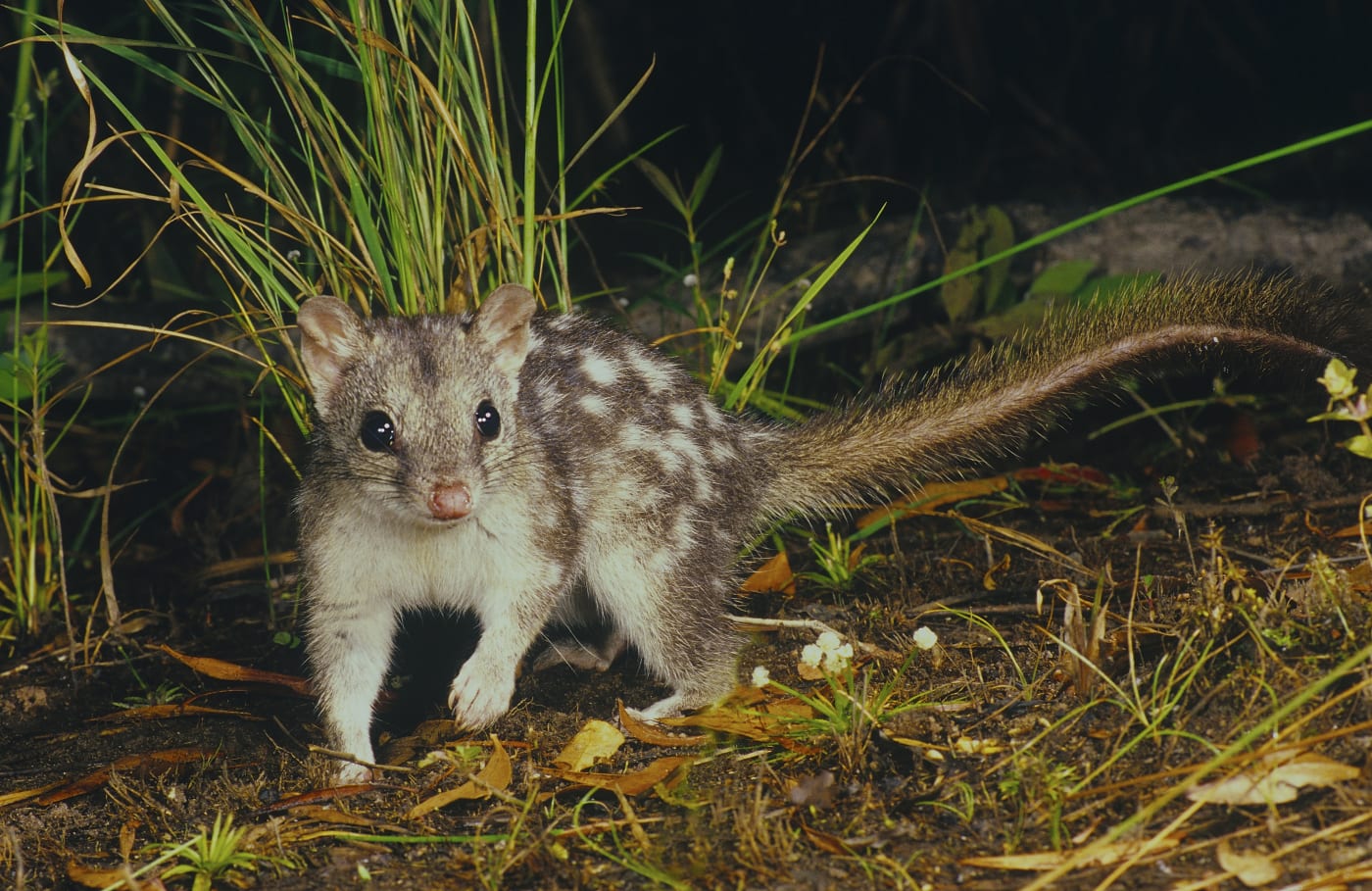 Northern quoll (Dasyurus hallucatus)