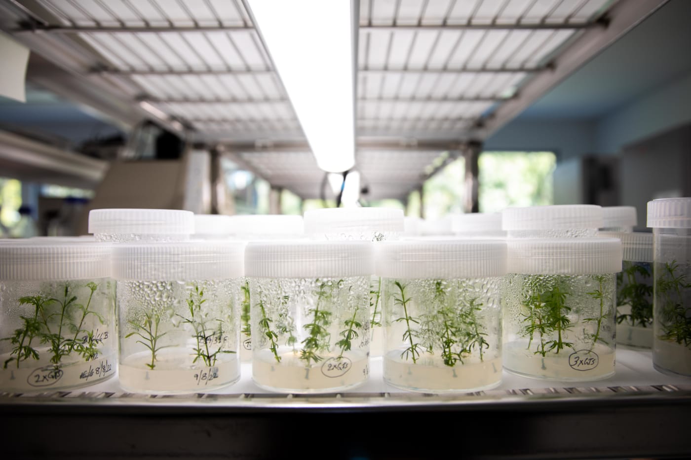 Seed germination