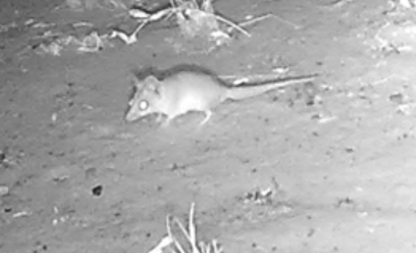 Sensor camera  image (cropped) of a Ningbing false antechinus on Karunjie-Durack