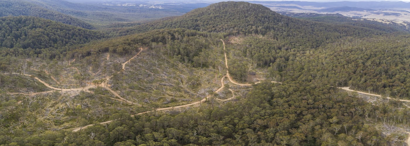 Destruction in Tallaganda State Forest