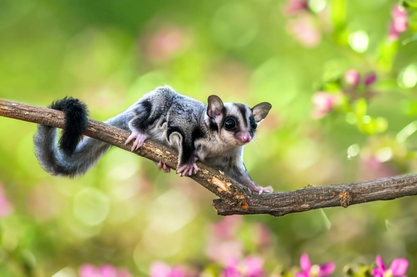 Sugar glider on a twig.
