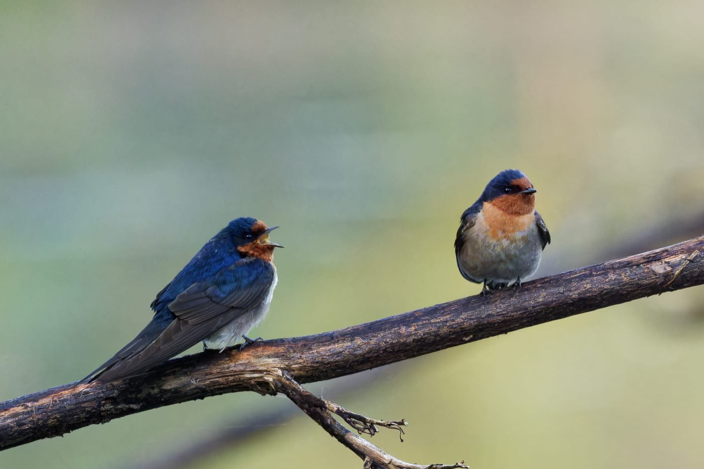 Image of a pair of welcome swallows perched on a branch early in the morning.