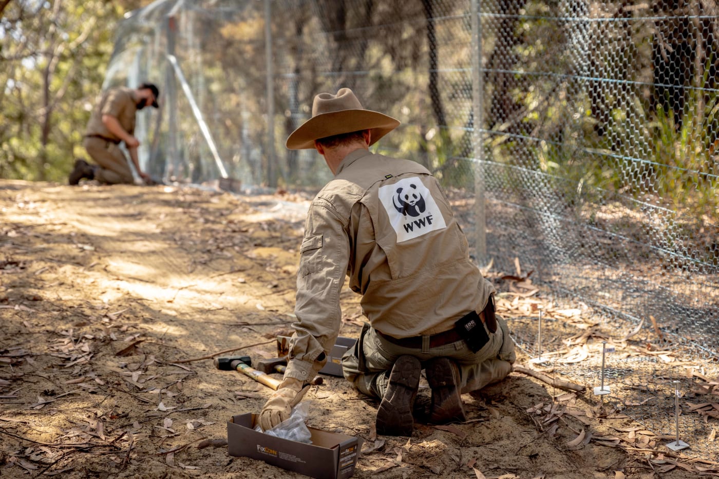 The fence that was built around Booderee Botanic Gardens to provide a fox-proof safe haven for the eastern quoll reintroduction in the National Park.