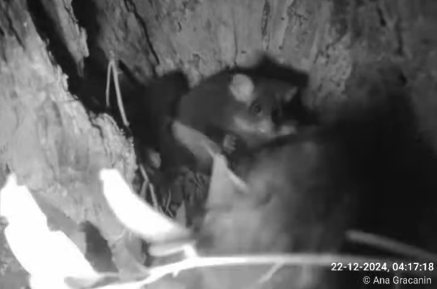 Dad Milo carries leaves in for his joey Milo

A world-first livestream from inside the hollow of a greater glider family has filmed stunning parental behaviour never before witnessed.

The livestream stars mum, Pip; dad, Milo; and joey, Brimi (sex unknown).  Video of Milo carrying leaves into the hollow with his tail for Brimi to eat was a major discovery. Greater gliders are often described as having a tail that is not prehensile – meaning their tail does not grip. Milo’s behaviour challenges that thinking.

The other revelation is the amount of social interaction among family members. Pip, Milo, and Brimi groom each other, snuggle and even engage in what looks like play.