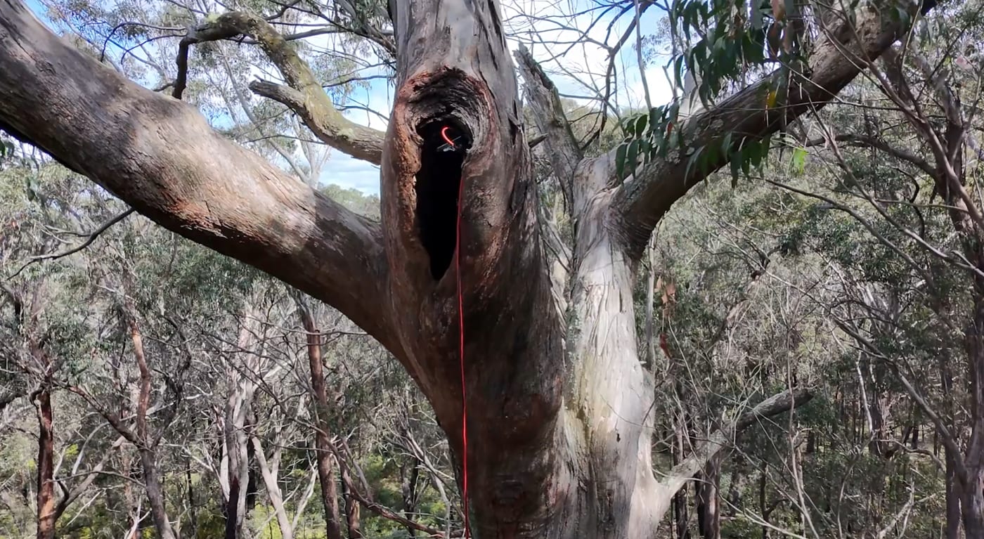 Exterior shot of a tree hollow containing a greater glider livestream.

A world-first livestream from inside the hollow of a greater glider family has filmed stunning parental behaviour never before witnessed.