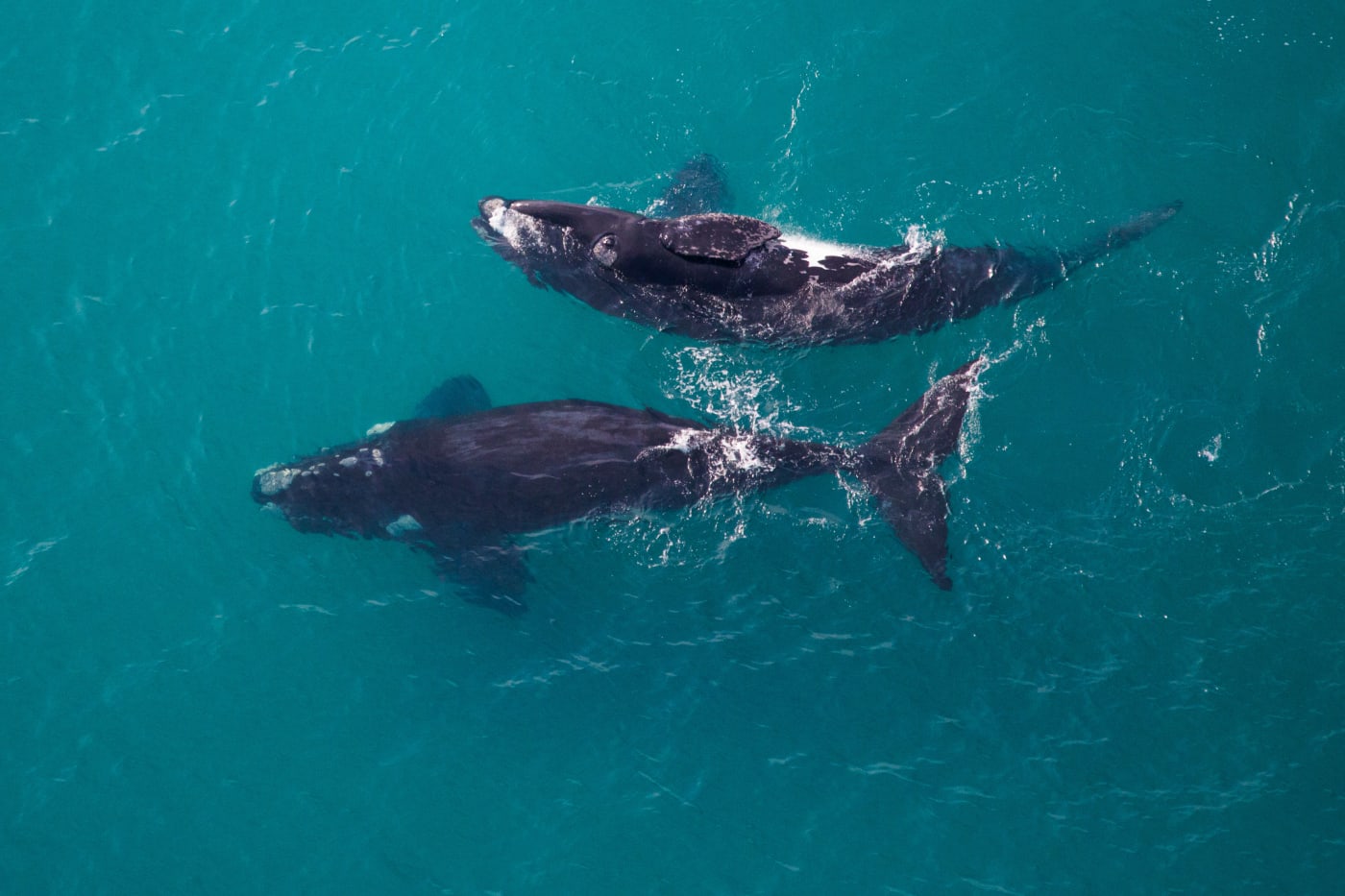 Two southern right whales (Eubalaena australis), one looking up at photographer. Ninety Mile Beach near Lakes Entrance, Victoria.