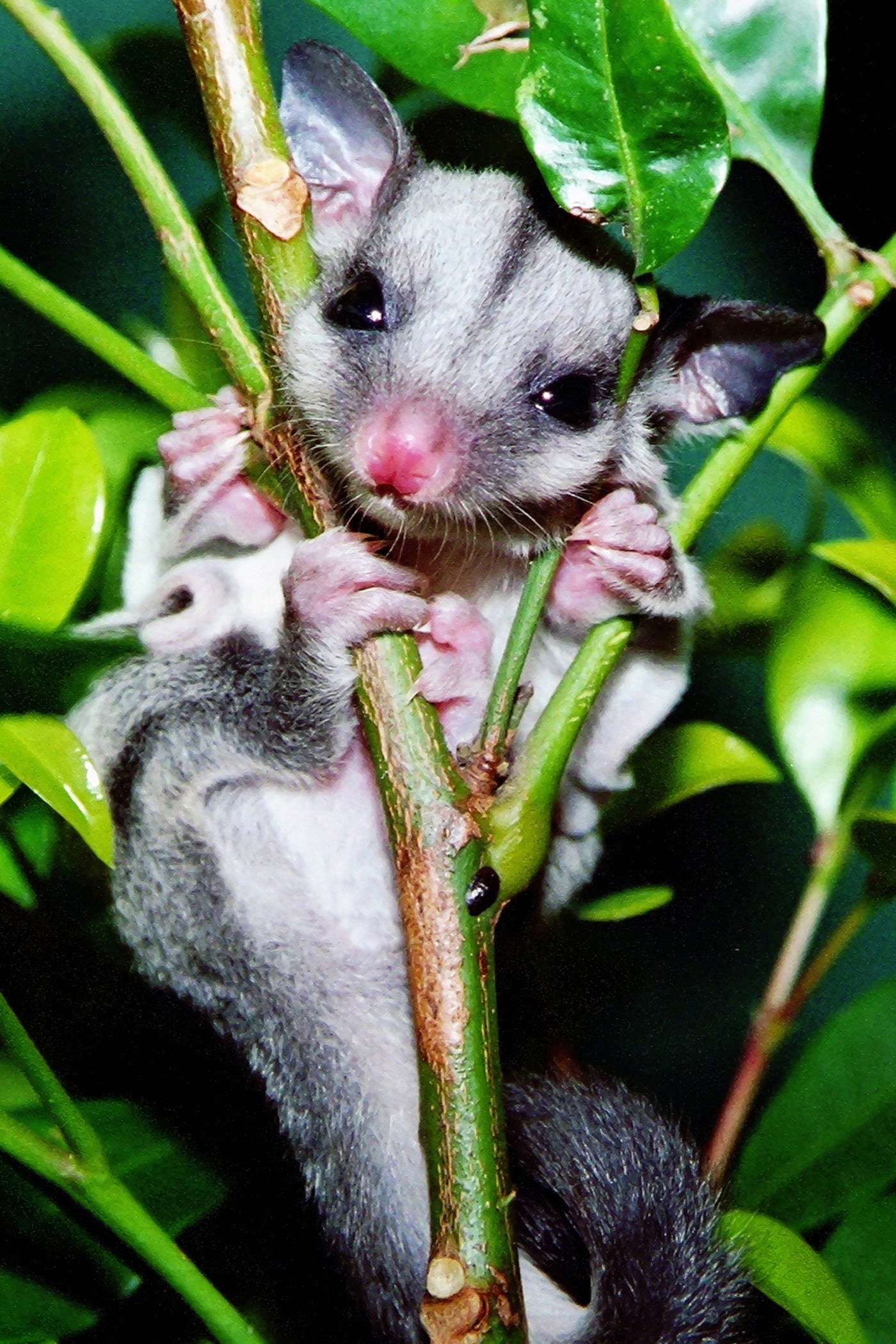 Sugar glider (Petaurus breviceps)