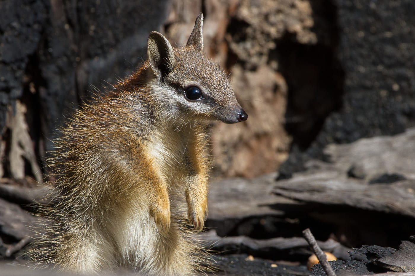 A juvenile numbat in the Dryandra Woodlands