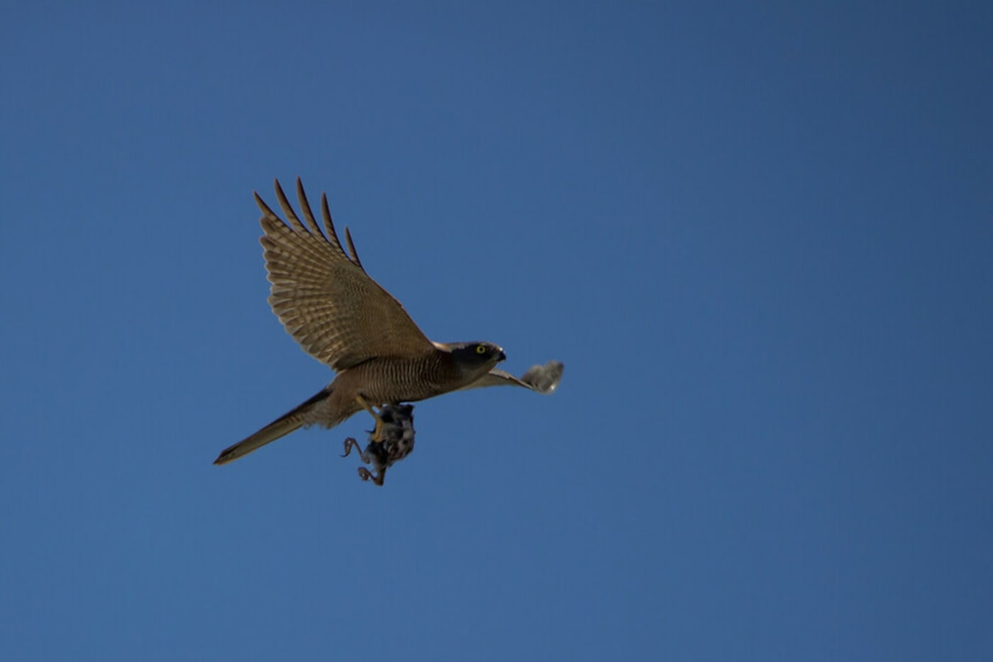 Stock image of Australian Brown Goshawk Bird