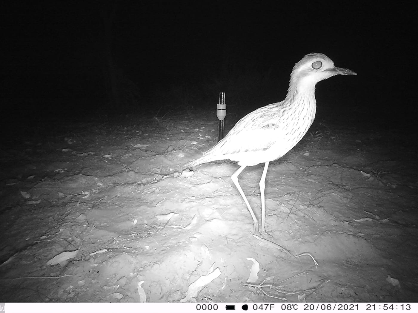 Bush stone-curlew (Burhinus grallarius). Wilinggin IPA (Karunjie/Durack)